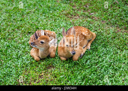 Due piccoli cervi maculato su erba verde Foto Stock