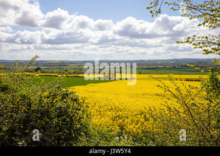 Splendida fioritura giallo campi di colza in Somerset Inghilterra Foto Stock