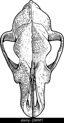 Dog Teschio illustrazione, disegno, incisione, inchiostro, line art, vettore Illustrazione Vettoriale