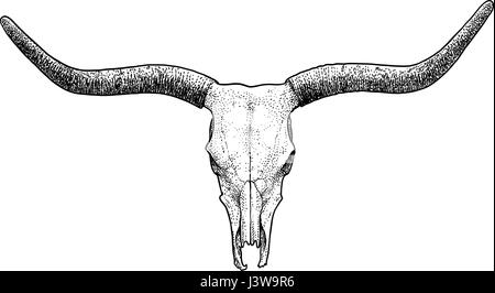 Bull cranio illustrazione, disegno, incisione, inchiostro, line art, vettore Illustrazione Vettoriale