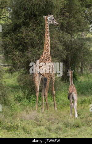 Masai giraffe madre e di vitello, Tanzania Foto Stock