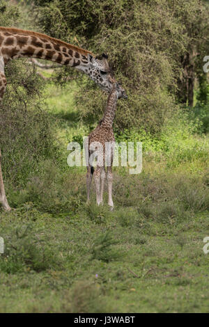 Masai giraffe madre e di vitello, Tanzania Foto Stock