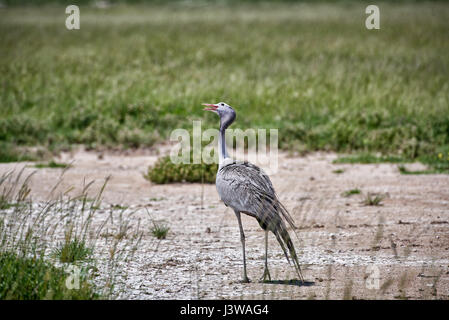 Il Blue Crane, Anthropoides paradiseus, il Parco Nazionale di Etosha, Africa Foto Stock
