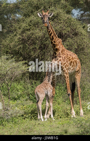 Masai giraffe madre e di vitello, Tanzania Foto Stock