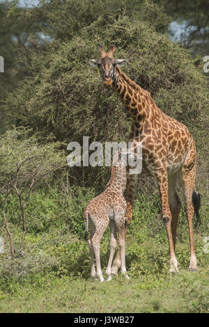 Masai giraffe madre e di vitello, Tanzania Foto Stock