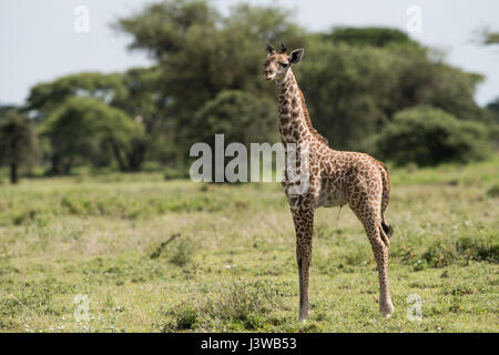 Baby giraffe, Tanzania Foto Stock