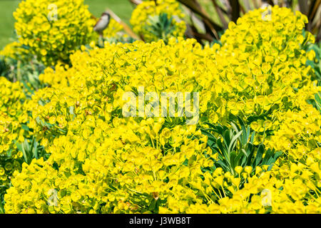 Euphorbia characias subsp. wulfenii (Euforbia mediterranea) impianto crescente nella tarda primavera nel West Sussex, in Inghilterra, Regno Unito. Foto Stock