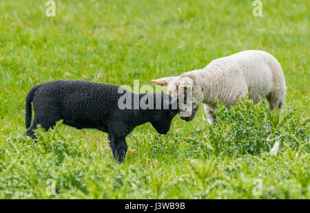 Chiudere gli amici. In bianco e nero gli agnelli testa a testa giocando insieme in un campo. Foto Stock