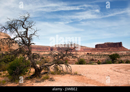 Parchi nazionali USA Occidentale Foto Stock