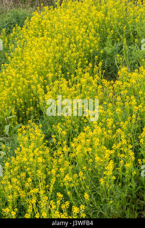 Colonia di giallo fioritura invernale / cress Barbarea vulgaris - precedentemente cresciuto come un caldo di senape come foglia di insalata, ma anche un foraged infestante. Foto Stock