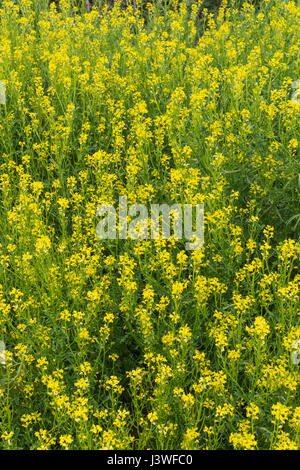Colonia di giallo fioritura invernale / cress Barbarea vulgaris - precedentemente cresciuto come un caldo di senape come foglia di insalata, ma anche un foraged infestante. Foto Stock