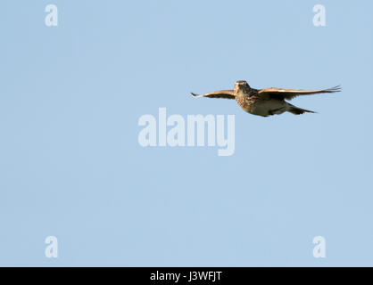 Un Allodola Alauda (arvense) vola in serata sole, Pembrokeshire Foto Stock