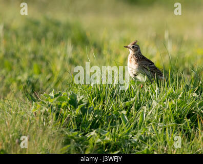 Un avviso (Allodola Alauda arvense) con cresta sollevata, Pembrokeshire Foto Stock