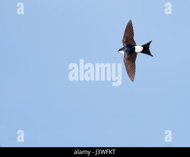 Casa martin (Delichon urbica) in volo contro un cielo blu, Pembrokeshire Foto Stock