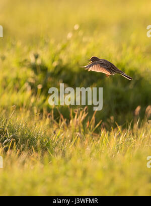 Un Allodola Alauda (arvense) vola in serata sole, Pembrokeshire Foto Stock