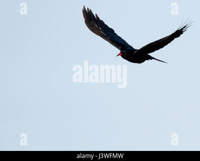 Un gracchio corallino (Pyrrhocorax pyrrhocorax) in volo, Pembrokeshire Foto Stock