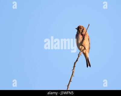 Un maschio Linnet (Carduelis cannabina) arroccato, Pembrokeshire Foto Stock