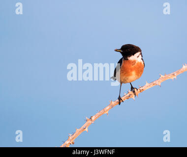 Un maschio Stonechat (Saxicola torquata) arroccato, Pembrokeshire Foto Stock