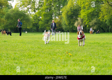 Cani giocando a park Foto Stock