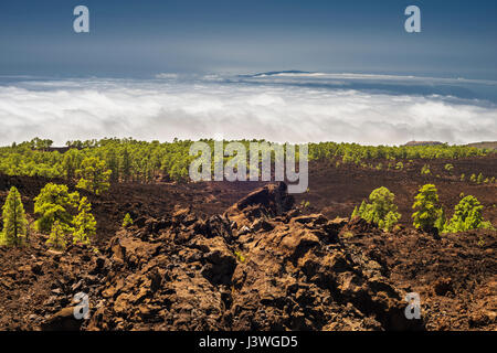 Vista sulla Tenerife occidentale da Mirador de los Poleos nella pineta a nord di Chio, sul mare di nuvole sull'oceano verso la Palma Foto Stock