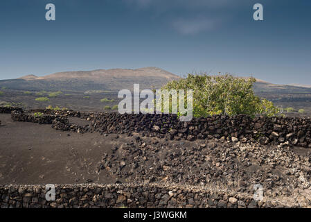 I vigneti di La Geria, Lanzarote, Isole Canarie, con strati di scorie vescicolare (picon) e zocos (piccoli contenitori di murata) per conservare l'acqua Foto Stock