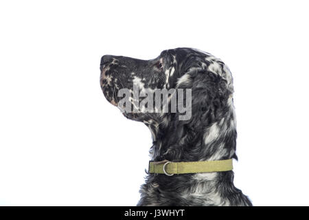 Setter inglese cane su sfondo bianco Foto Stock