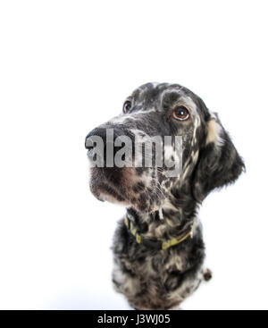 Setter inglese cane su sfondo bianco Foto Stock