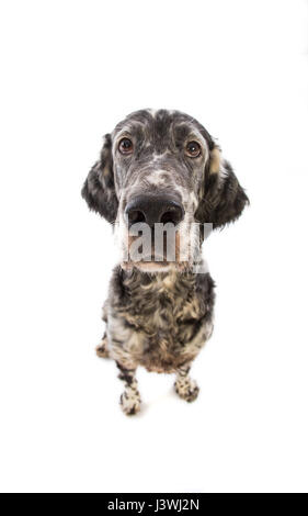 Setter inglese cane su sfondo bianco Foto Stock