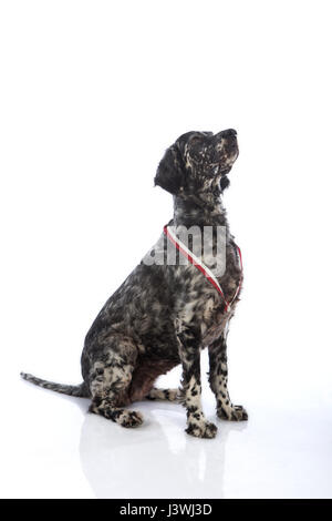 Setter inglese cane su sfondo bianco Foto Stock