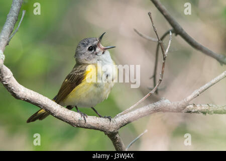 American Redstart cantando il suo cuore a Magee Marsh Foto Stock