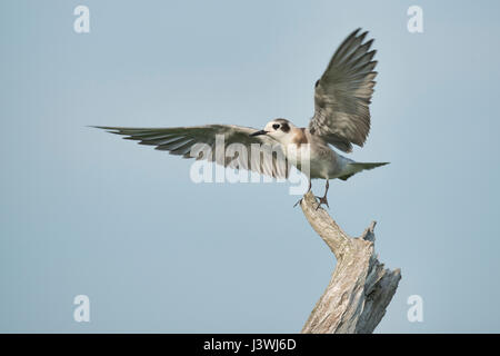 Black Tern neonata su driftwood posatoio con ali stese pronto a volare Foto Stock