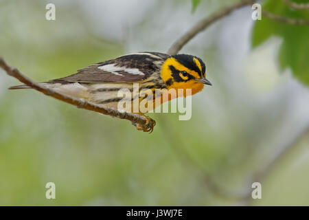 Blackburnian Trillo maschi riproduttori sull'avviso Foto Stock