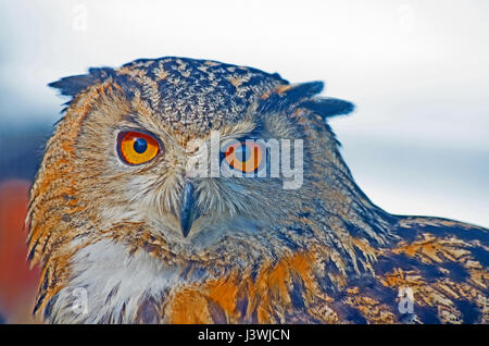 Long-Eared Owl, testa, Asio Otis, Captive Foto Stock