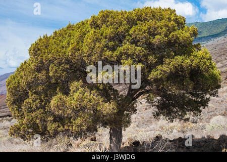 Antico albero di ginepro, Juniperus canariensis, che cresce su malpais di giovani colate di lava vicino a Tacoron, sulla costa meridionale di El Hierro, nelle Isole Canarie Foto Stock