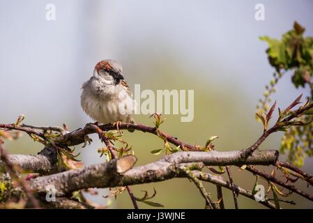 Foto orizzontale di unico passero maschio con un bel grigio e marrone piume. Bird si siede sul ramo del piccolo albero di pesco in giardino con pochi molla l Foto Stock