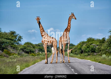 Le giraffe su strada nel Parco Nazionale Etosha Foto Stock