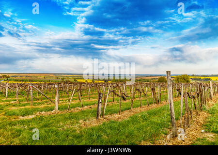 Splendido campo di uva, vineyar nella stagione primaverile Foto Stock