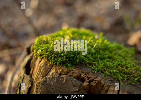 Moss su un treestump. Foto Stock