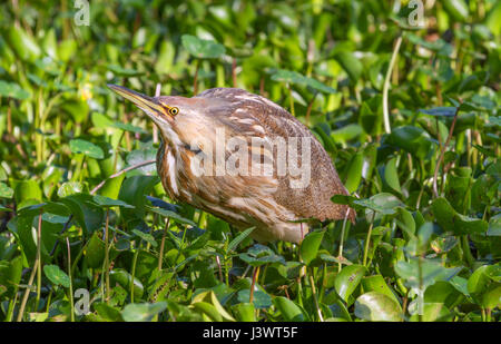 American Tarabuso (Botaurus lentiginosus) in un divertente pongono Foto Stock