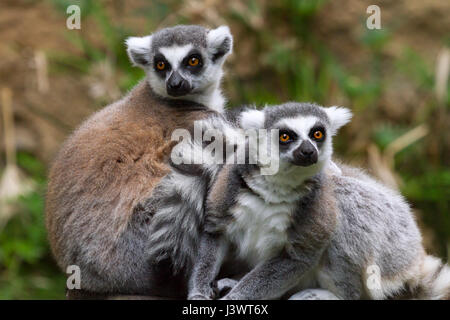 Anello-tailed lemur (Lemur catta) allo zoo, originariamente dal Madagascar Foto Stock