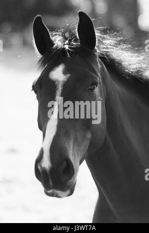 Un incredibile cavallo facendo una passeggiata nel campo Foto Stock