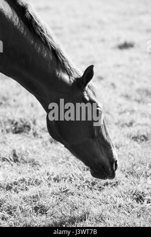Un incredibile cavallo facendo una passeggiata nel campo Foto Stock