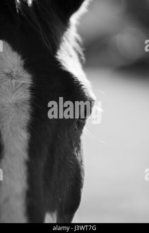 Un incredibile cavallo facendo una passeggiata nel campo Foto Stock