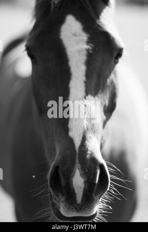 Un incredibile cavallo facendo una passeggiata nel campo Foto Stock