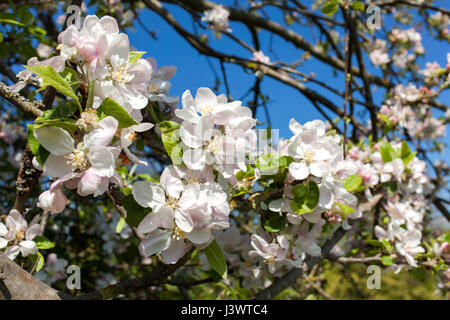 Apple Blossom su un albero in Inghilterra rurale, U.K. Foto Stock