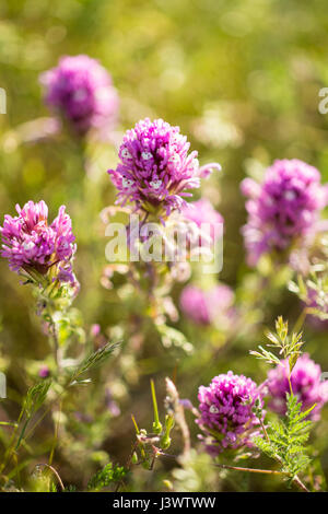 Il gufo di fioriture di trifoglio nella gamma Temblor, Carrizo Plains monumento nazionale, California Foto Stock