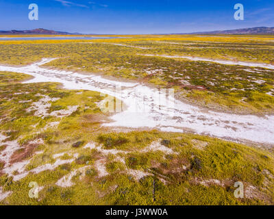 Antenna di spartiacque del Lago di soda e fiori selvatici, Carrizo Plains monumento nazionale, California Foto Stock