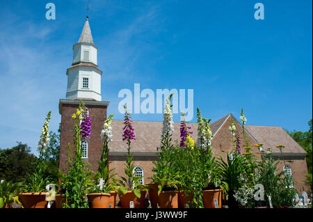 Stati Uniti Virginia VA Colonial Williamsburg Bruton Parish Chiesa Episcopale sul Duca di Gloucester Street con foxgloves piante in primo piano Foto Stock