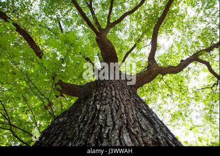 Piante da una matura quercia a la Tidewater area della Virginia cercando il tronco dell'albero Foto Stock