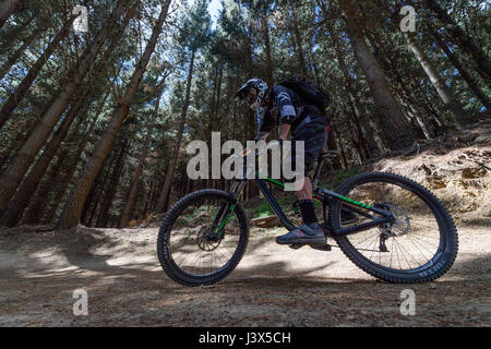 Christchurch, Nuova Zelanda. Xix Dec, 2016. Christchurch, Nuova Zelanda - 19 dicembre 2016 - Un mountain biker a cavallo su un percorso in discesa a Christchurch parco avventura sul dicembre 19, 2016 a Christchurch, Nuova Zelanda. Christchurch Adventure Park è il più grande parco di mountain bike nel Sud del mondo e si aspetta di essere una grande attrazione turistica. Esso sarà aperto al pubblico il 21 dicembre. | Utilizzo di credito in tutto il mondo: dpa/Alamy Live News Foto Stock